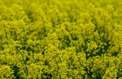 RS540_stanupraw-rzepak-1654-scr