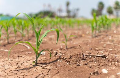 Corn crops suffer as drought continues. Corn field with very dry