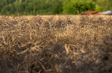 ripe rapeseed - Brassica napus